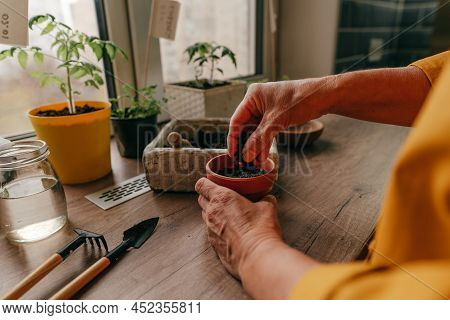 Woman Planting Tomato Seeds In A Flower Pot