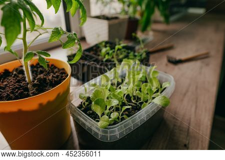 Tomato And Salad Sprouts In A Flowerpot On The Table