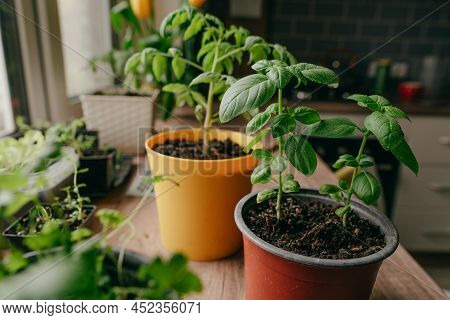 Tomato Sprout In A Flowerpot On The Table