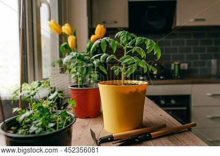 Tomato Sprout In A Flowerpot On The Table