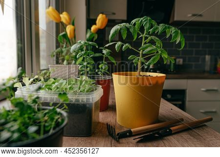Tomato And Basil And Microgreen Sprouts In A Flowerpots