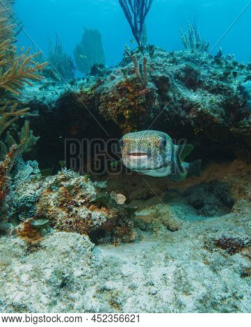 Close Up Of A Porcupinefish, Diodon Hystrix . Scuba Diving