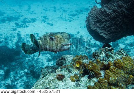 Close Up Of A Porcupinefish, Diodon Hystrix . Scuba Diving