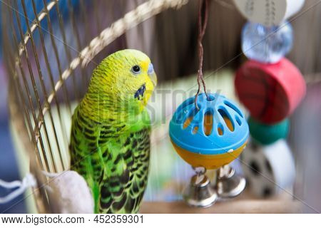 Green Budgerigar Parrot Close Up Sits On Cage . Cute Green Budgie. Budgerigar With Toys, Close-up.