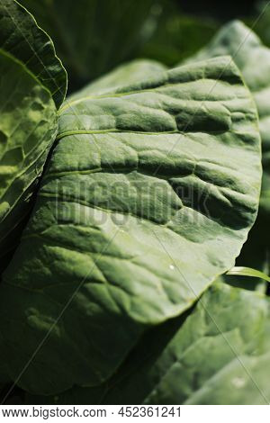 Cabbage Grow In The Garden. Agriculture. Healthy And Healthy Food For Humans. The Cultivation Of Cab