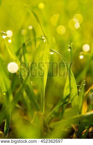 Morning Dew On Spring Green Grass, Water Droplets