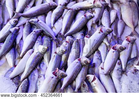 Fish Market In Turkey. Fresh Sea Bass On The Counter.