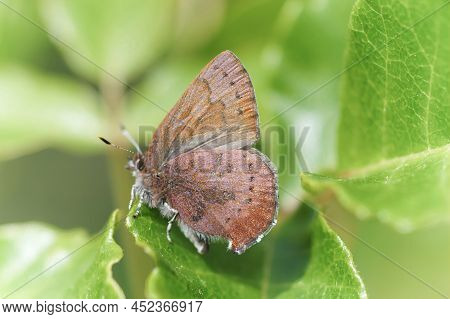 Brown Elfin Female Butterfly Perched On Green Leaf. Mt Diablo State Park, Contra Costa County, Calif