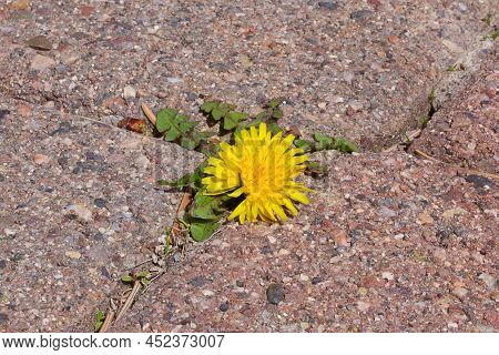 Yellow Spring Dandelion With Green Leaves Growing From Pavement Tiles Close Up Background Texture Ph