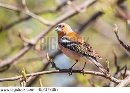Common Chaffinch, Fringilla Coelebs, Sits On A Branch In Spring On Green Background. Common Chaffinc