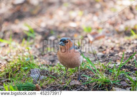 Common Chaffinch, Fringilla Coelebs, Sits On The Ground In Spring. Common Chaffinch In Wildlife.