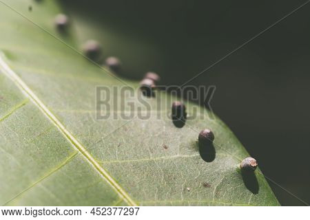 Abstract Banner Larvae Of Insect Eggs Ball Shape Accuracy Lie Beauty Along Edge Of Green Plant Leaf 