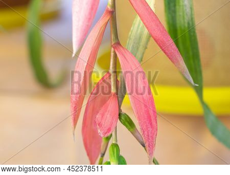 A Beautiful Billbergia Plant In Pink Bloom - Concept For Care.