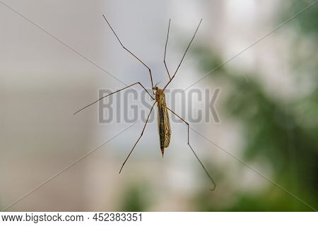 Big Mosquito With Long Legs Crane Fly Or Mosquito Hawks On Glass, Selective Focus