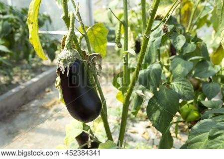 Aubergine Eggplant Plants In Farming. Ripe Eggplant Growing On A Bush. Agricultural Greenhouse With 