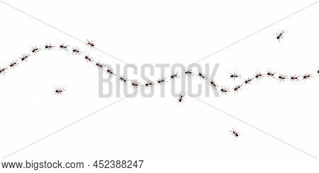 Brown Worker Ants Trail Line Flat Style Design Vector Illustration Isolated On White Background. Top