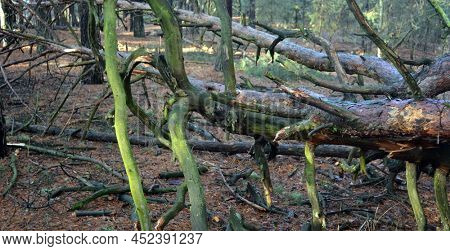 Pine forest in Kiev Region,Ukraine. Natyre of Eastern Europe