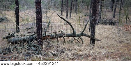 Pine forest in Kiev Region,Ukraine. Natyre of Eastern Europe