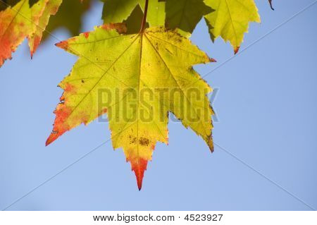Ahorn blad rød spids