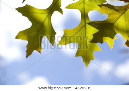Egeblad med himmel