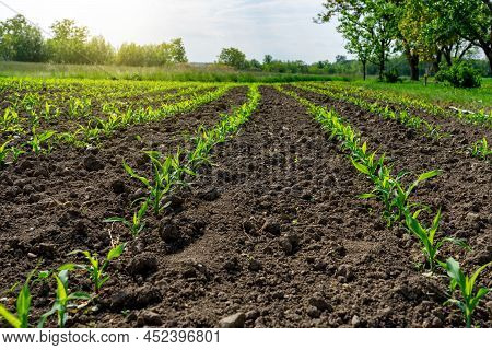 Little Corn Plant Field Rows Next To A Meadow In Sunshine