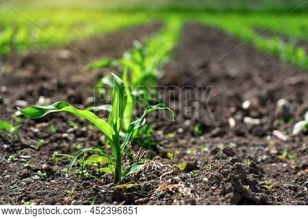 Close Up Little Growing Corn Plant In The Rows With Sunshine