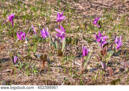 Amazing Spring Magenta Wild Flowers Dogtooth Violet (erythronium Sibiricum) Close Up In A Meadow In 