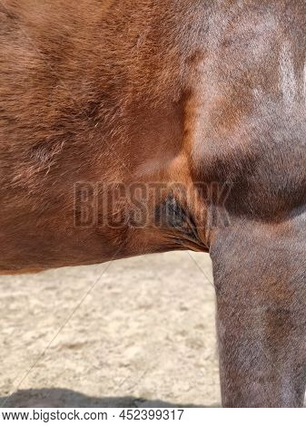 Close-up Vertical Shot Of A Saddle Abrasion On The Horses Skin. Downside Of Horse Riding Concept. Hi