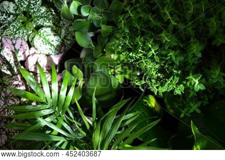 House Plants. Greenery. Home Potted Plant Top View. Epipremnum. Syngonium. Aichryson. Chlorophytum. 