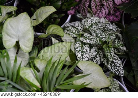 House Plants. Greenery. Home Potted Plant Top View. Epipremnum. Syngonium. Aichryson. Chlorophytum. 