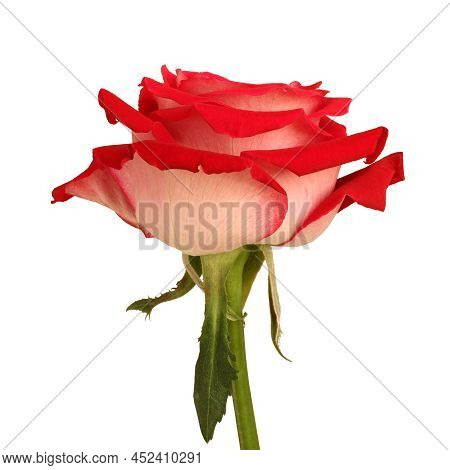 Big Red Rose On White Background. Closeup. Side View.