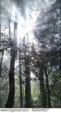 The Rays Of The Sun In The Forest Through The Haze. Summer Forest, Green Foliage In The Forest Is A 