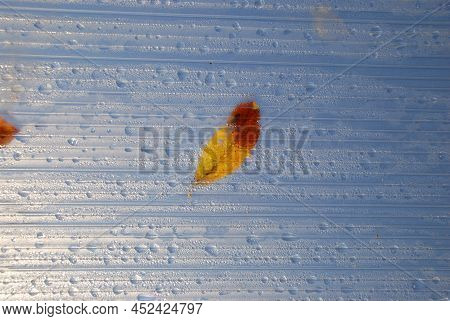 Yellow Fallen Leaves On A Translucent Leaf. On The Roof Of The Greenhouse, Yellow Fallen Leaves Lie 
