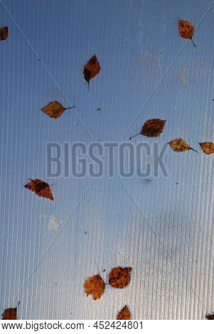 Yellow Fallen Leaves On A Translucent Leaf. On The Roof Of The Greenhouse, Yellow Fallen Leaves Lie 