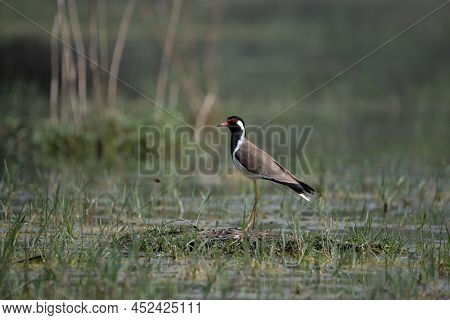 Red-wattled Lapwing