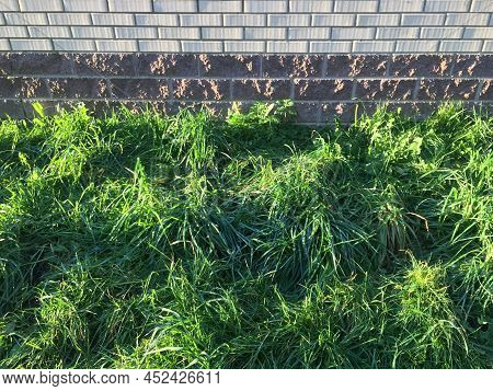 Green Grass On The Lawn And Gray Asphalt. An Autumn Sunny Day, From Below There Is A Bright Green La