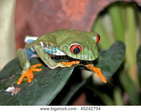 Sapo tropical