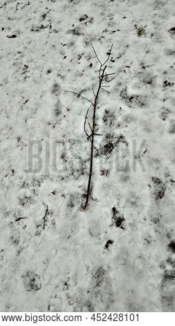 Thin Young Tree On A Background Of Snow Late Autumn, The First Snow Lies In A Thin Layer On The Grou