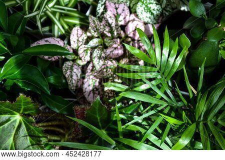 House Plants. Greenery. Home Potted Plant Top View. Epipremnum. Syngonium. Aichryson. Chlorophytum. 
