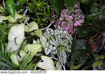 House Plants. Greenery. Home Potted Plant Top View. Epipremnum. Syngonium. Aichryson. Chlorophytum. 
