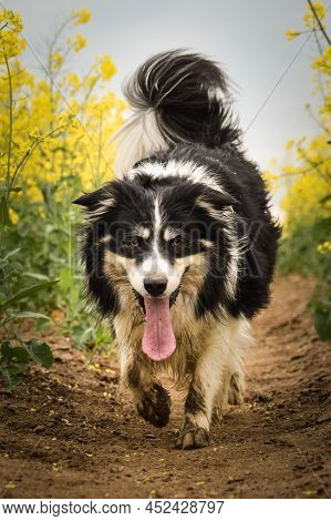 Border collie is running in yellow colza. He is running for his breader