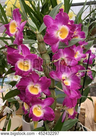 Beautiful Blooming Cymbidium Orchid In A Greenhouse (lat.- Cymbidium)