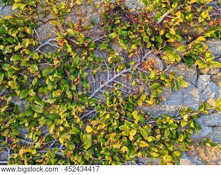 Branches With Green Lush Plant Leaves In Warm Sunset Light