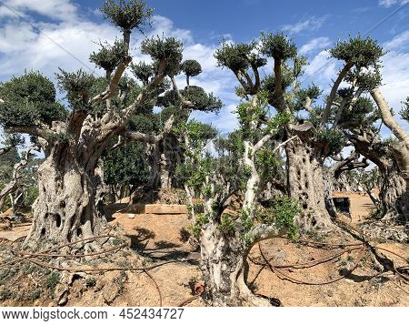 Old Bizarre Olive Trees In The Zimrat Moshav In Southern Israel