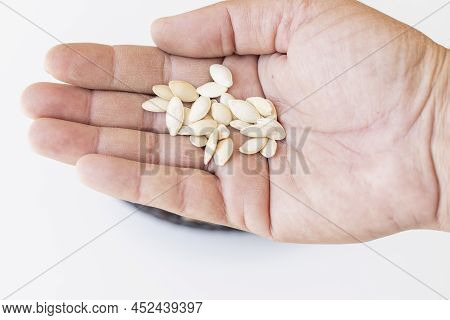 Indian Squash Or Round Melon Vegetable Seeds Holding In Hand