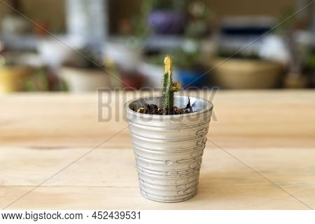 Variegated Fairy Castle In Silver Pot Closeup