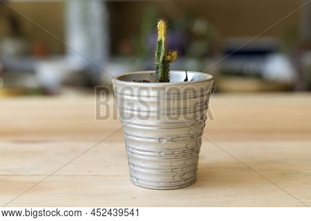 Variegated Fairy Castle Succulent In A Decorative Pot