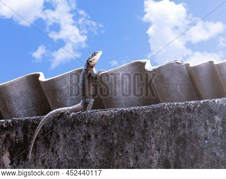 Lizard Standing On Top Of Wall Watching The Clouds In The Sky. Funny Animals. Tropidurus Of The Fami