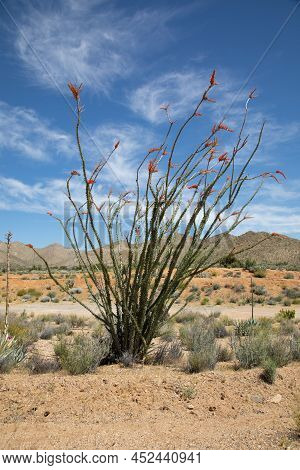 Blooming Ocotillo Cactus In Spring California Desert
