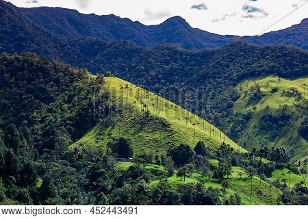 View Of The Beautiful Cloud Forest And The Quindio Wax Palms At The Cocora Valley Located In Salento
